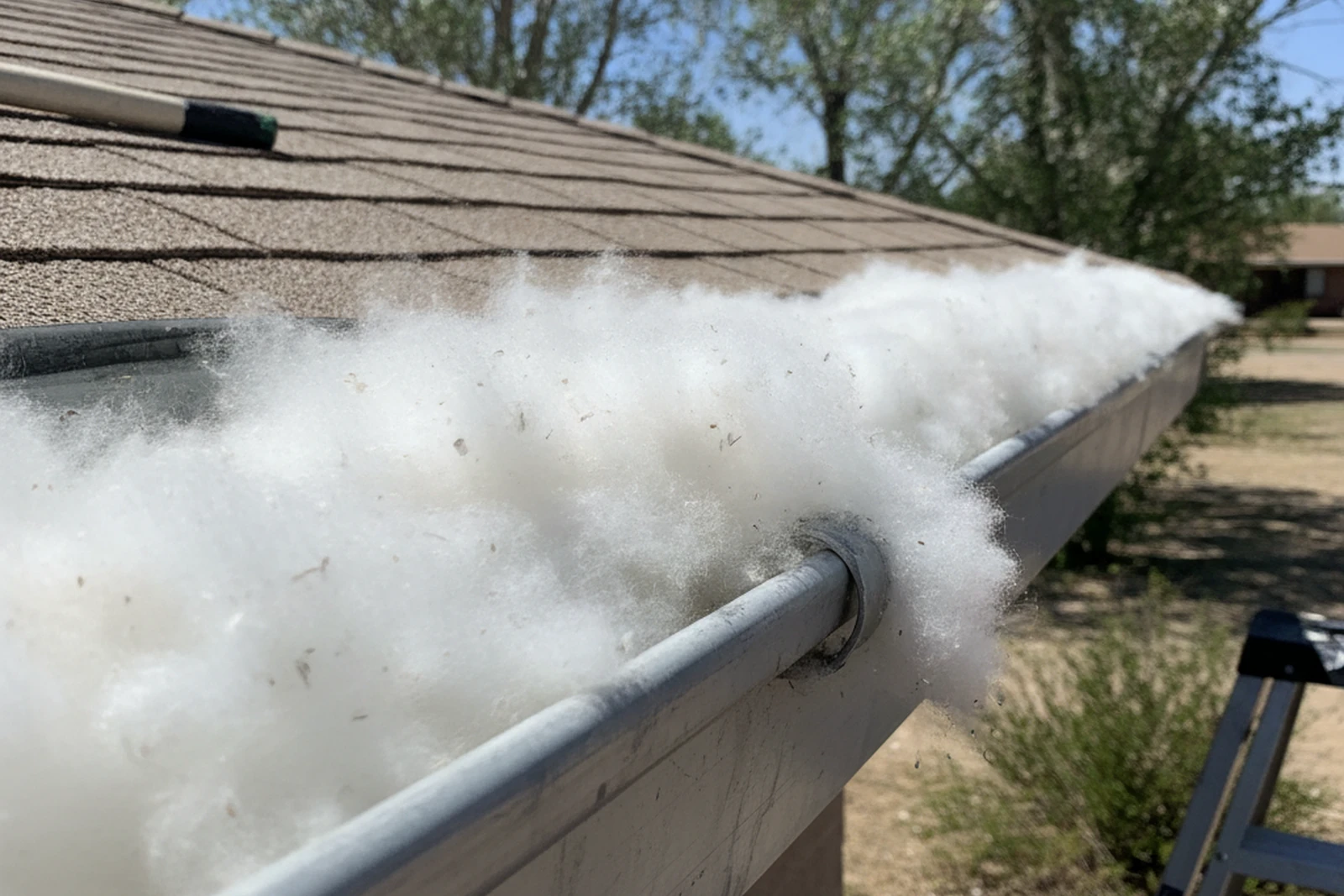 Cottonwood seed fluff packed gutter Roswell New Mexico Chaves County downspout opening blocked pre-monsoon clog